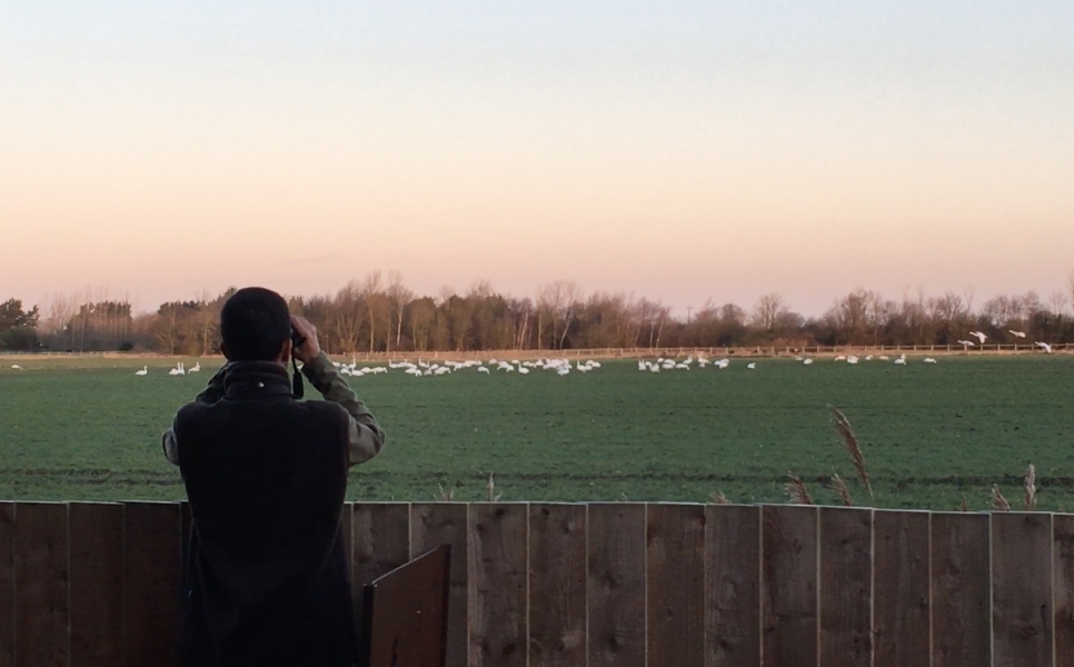 Ajay whooper watching swans from the garden (Ajay Tegala).jpg